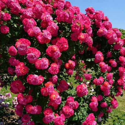 Elegant Climbing Rose Flower Seeds 🌹🌿