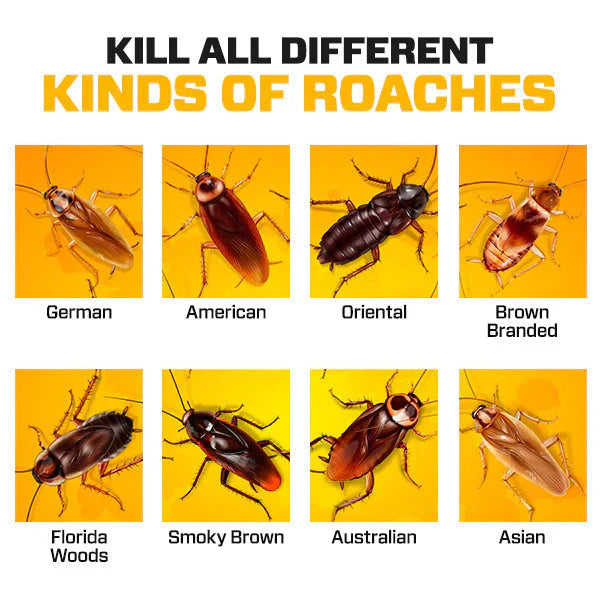 QuikCatch Roach Ace Bait Station (Buy Now - Limited Stock🔥🔥)